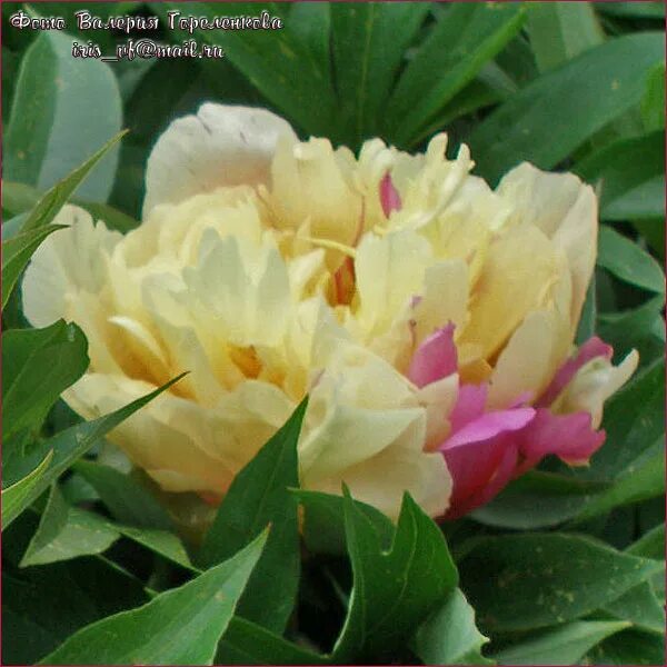 пион ито-гибрид лемон дрим. пион ито lemon dream. пион lemon дрим. пион ито lemon dream. пион лемон дрим.