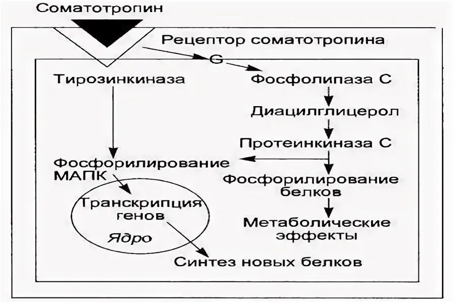 Соматотропин в крови. Схема получения соматотропина. Соматотропин Синтез. Соматотропин производство. Этапы синтеза соматотропина.