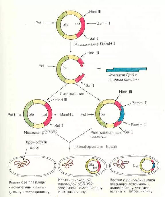 Методы введения плазмид. Схема получения рекомбинантной плазмиды. Метод рекомбинантных плазмид схема. Плазмида генная инженерия. Рекомбинация плазмид схема.