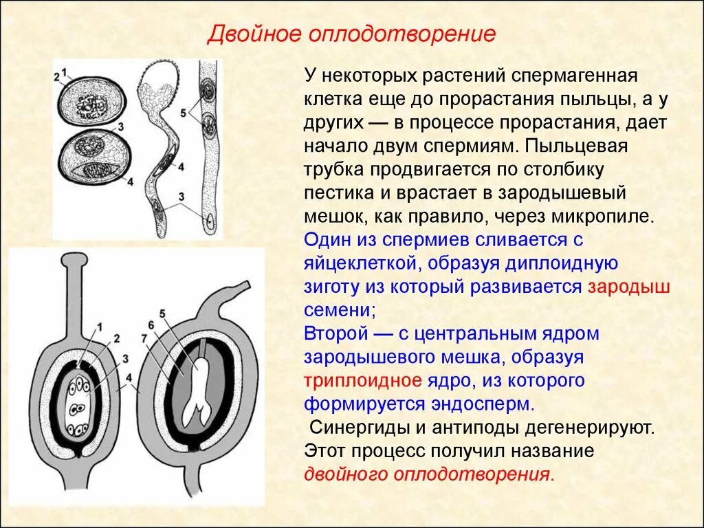 Описание двойного оплодотворения