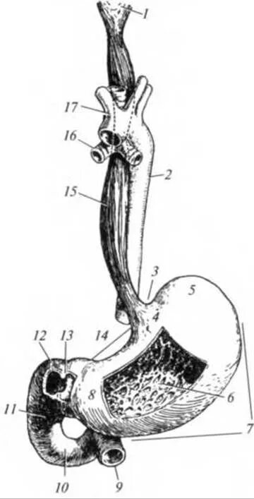 Строение пищевода рисунок. Глотка пищевод желудок анатомия. Глотка пищевод желудок двенадцатиперстная кишка. Строение глотки пищевода и желудка. Анатомия строения пищевода и желудка.