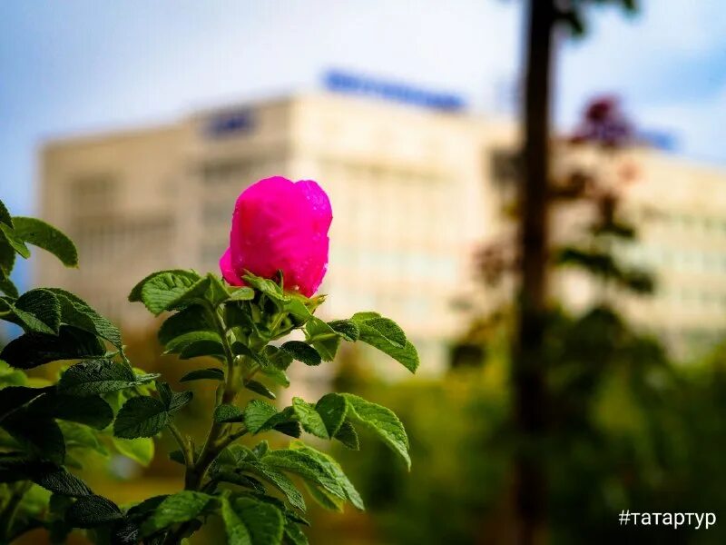 А в августе зацвел. Леонтьев-шиповник. А в августе зацвел. Примета яблоня зацвела второй раз. Красивый бутон.
