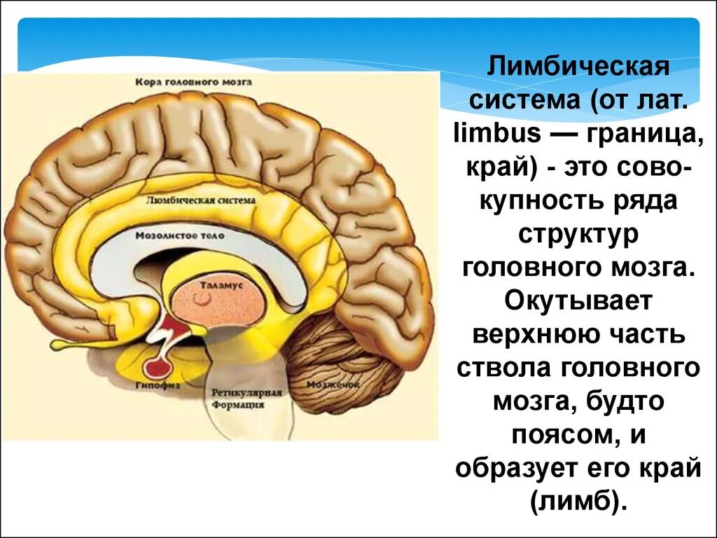 Центр чувств в мозге
