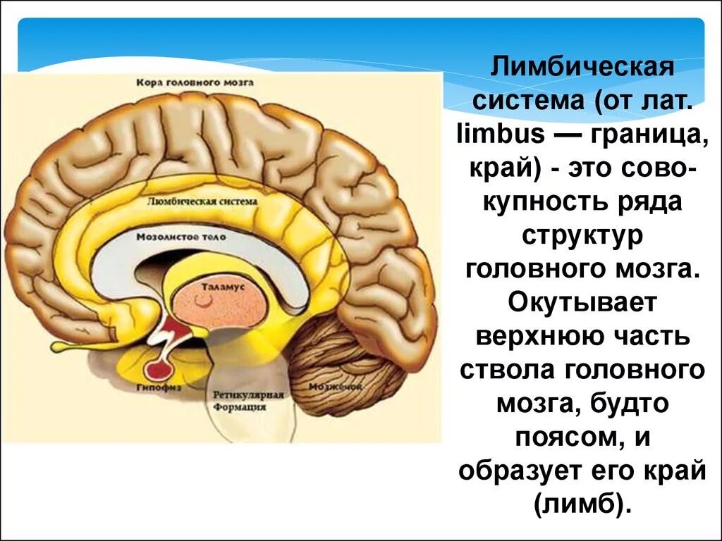 3 слоя мозга. Лимбическая система мозга система головного. Обонятельный мозг и лимбическая система.