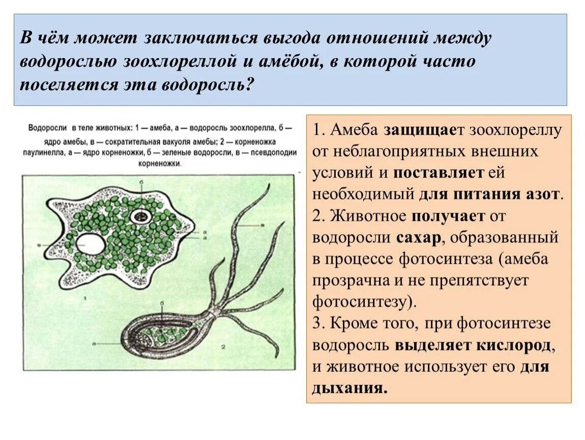 Каким способом осуществляется поглощение амебой клеток водорослей. Зоохлорелла и амеба. Зоохлорелла и амеба водоросль. Симбиоз амебы и зоохлореллы. Микроскопические водоросли.