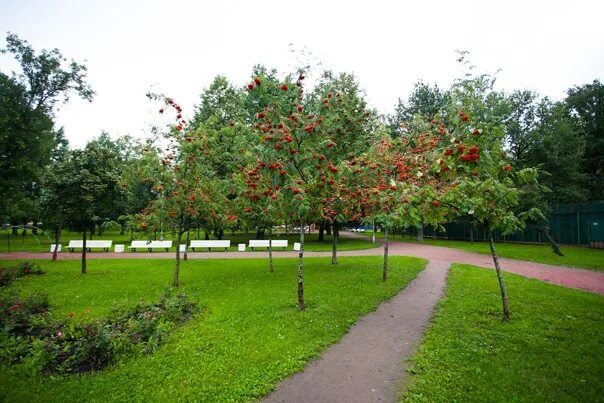 Вяземский сад, г. Санкт-Петербург, Песочная наб., Вяземский пер.