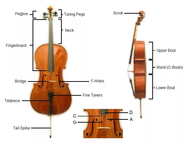 Название скрипичный. Детали скрипки. Строение скрипки. Конструкция скрипки. Название частей скрипки.