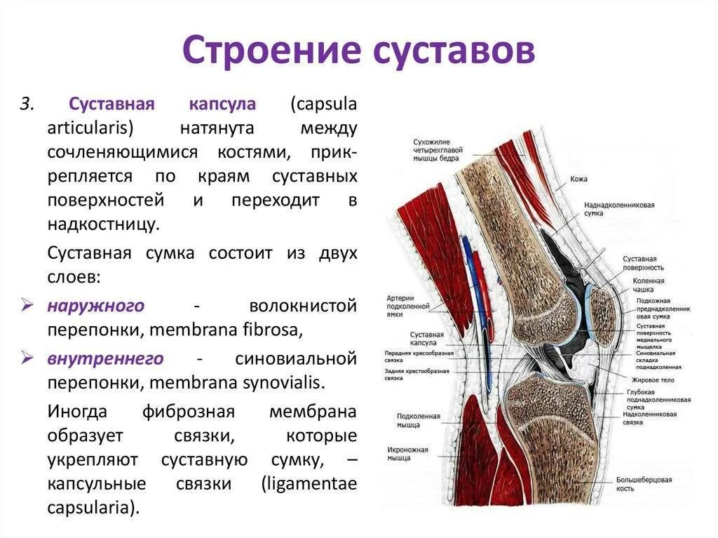 Связки образованы. Коленный сустав анатомия функции. Коленный сустав схема строения сустава. Коленный сустав строение и функции. Коленный сустав характеристика анатомия.