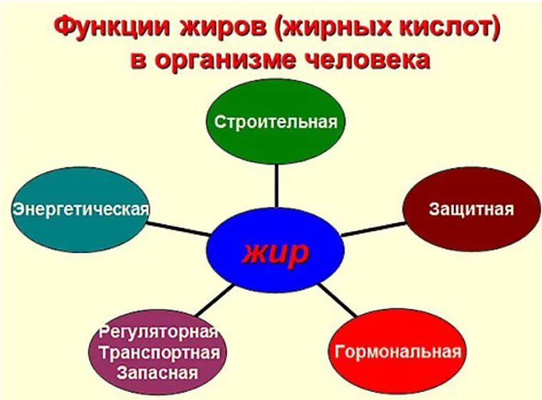 Жиры функции в организме