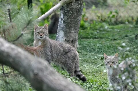 Кошки подмосковье