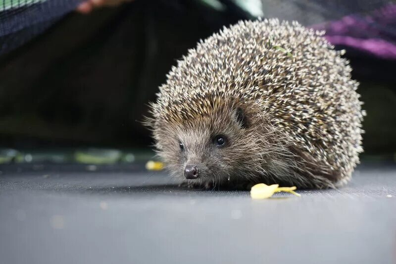 Зеленый ежик. Обыкновенный ёж. Ёжики. Млекопитающие ёж ежонок. Безыглый еж.
