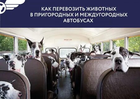 Можно перевозить кошку в автобусе