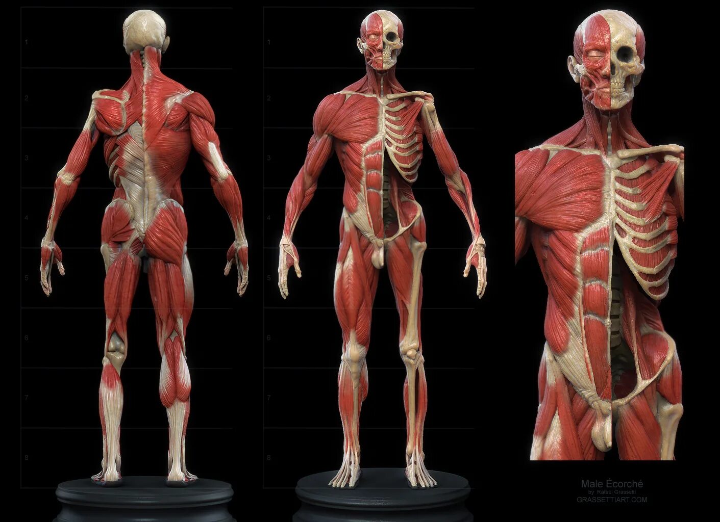 Скелет и мышцы референс. Анатомия человека мышцы референс. Мышечный скелет референс.