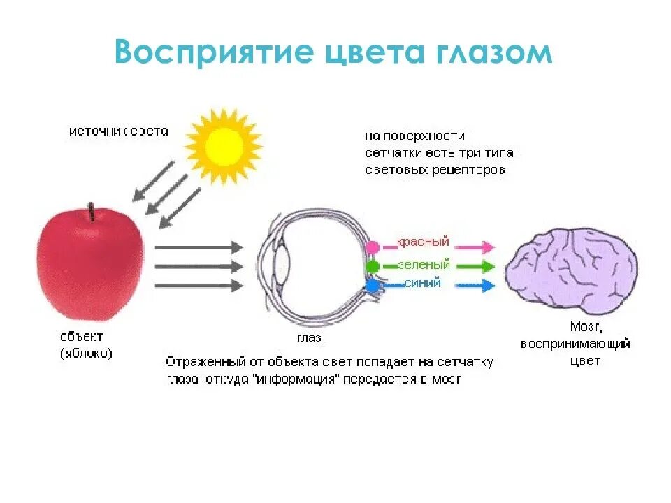 Ощущение возникают при рецепторов. Как человеческий глаз воспринимает цвета схема. Механизм восприятия света физиология. Восприятие цвета. Восприятие цвета схема.