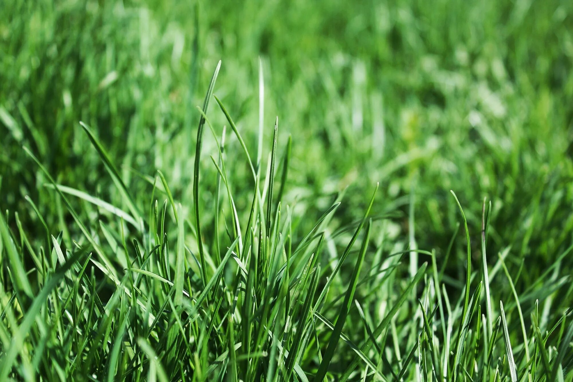 Картинка травы. Сочная трава. Трава макро. Трава на телефон. Сочная зеленая трава.