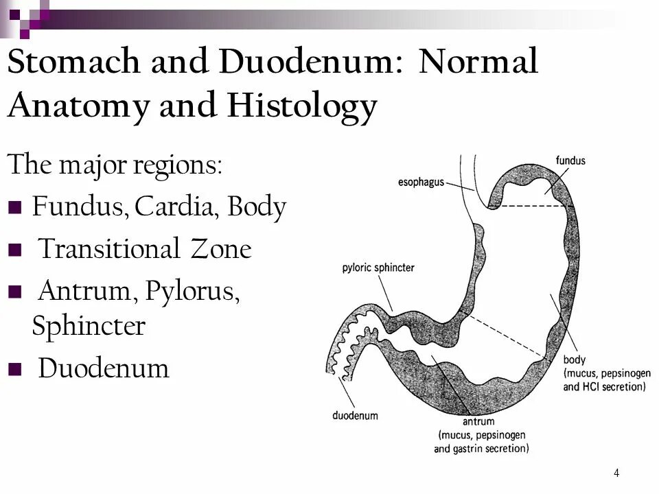 The duodenum is called so its length. Peptic ulcer of the stomach and duodenum presentations.