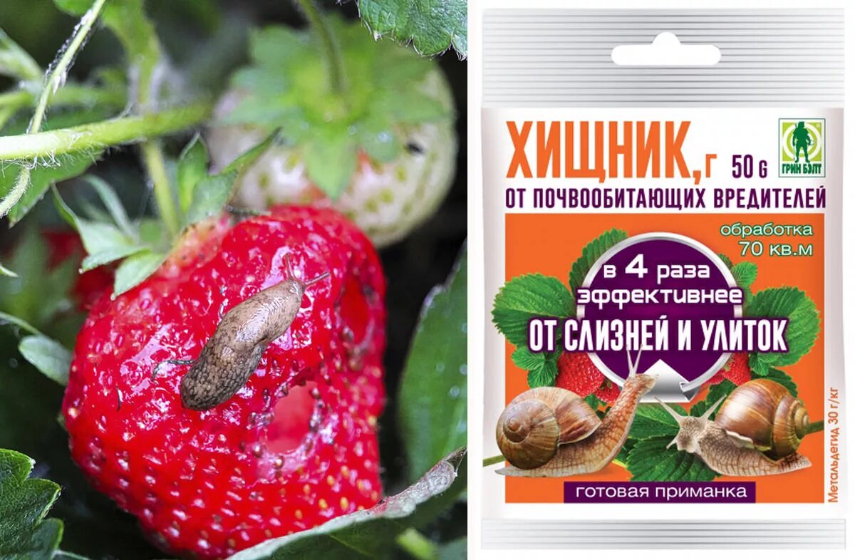 земляника садовая гусар. годовое кольцо земляники садовой. годовое кольцо земляники садовой. земляника садовая манилл. земляника сорт урожайная цгл.