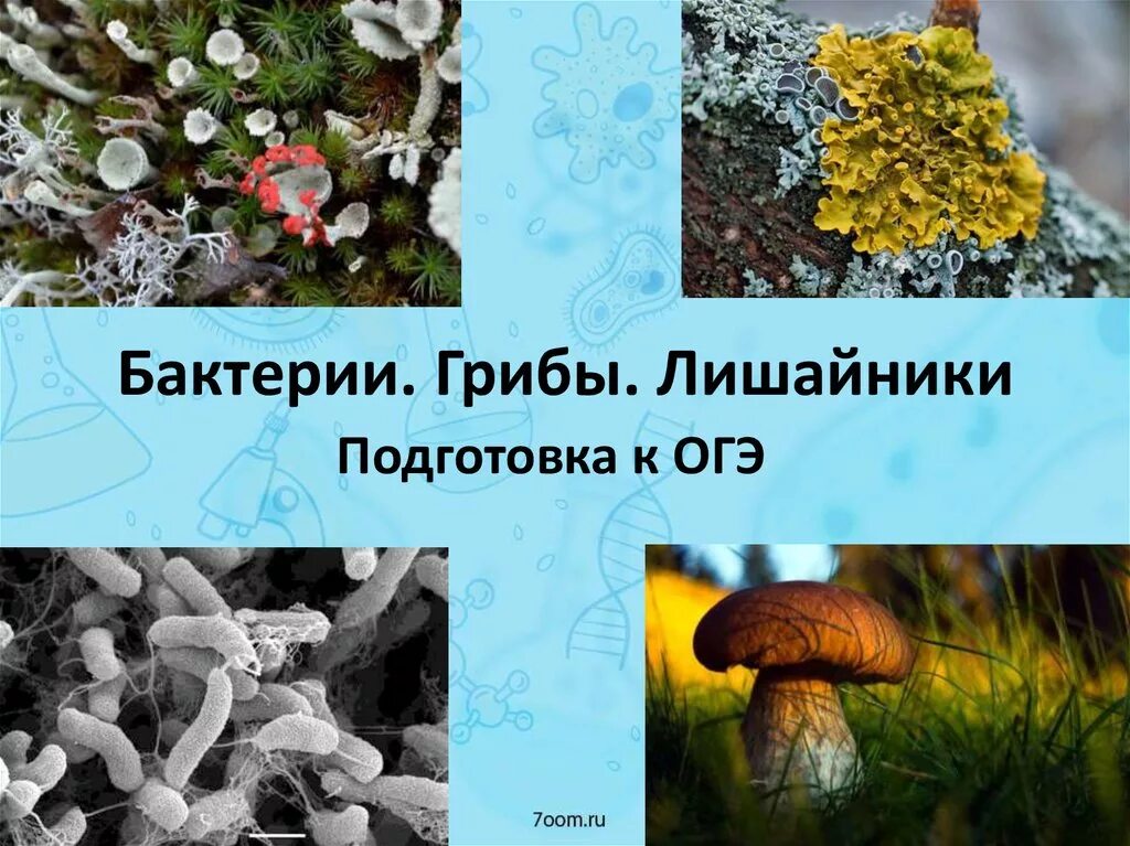 Бактерии грибы лишайники. Царство бактерий. Царство грибов. Лишайники. Грибы и бактерии. Грибы лишайники животные.