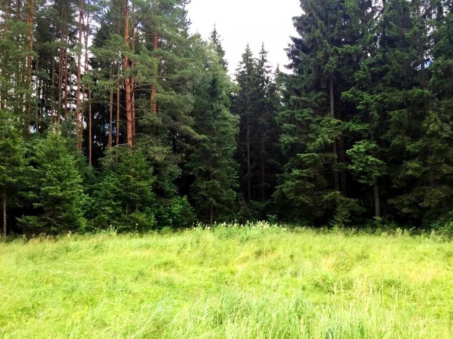 лесной земельный участок. сосновая роща йошкар-ола. девятково нижнетавдинский район. лесной участок. участок у соснового леса.