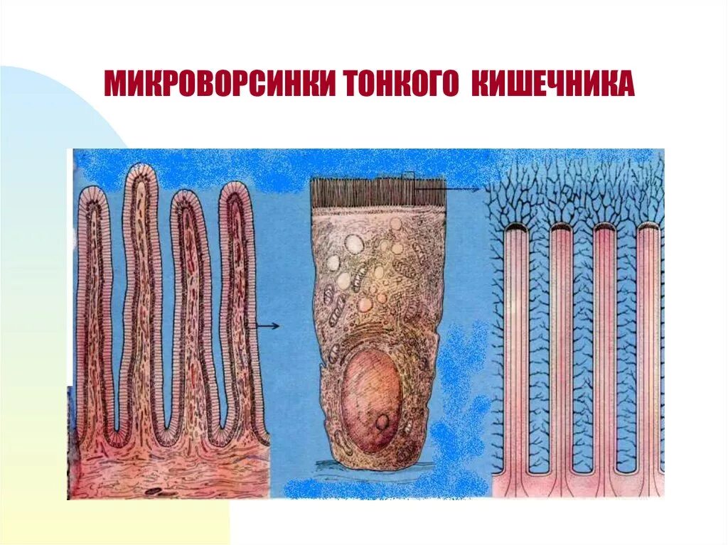 Микроворсинки кишечника гистология. Микроворсинки клетки гистология. Ворсинчатый эпителий кишечника. Микроворсинки тонкого кишечника. Микроворсинки это