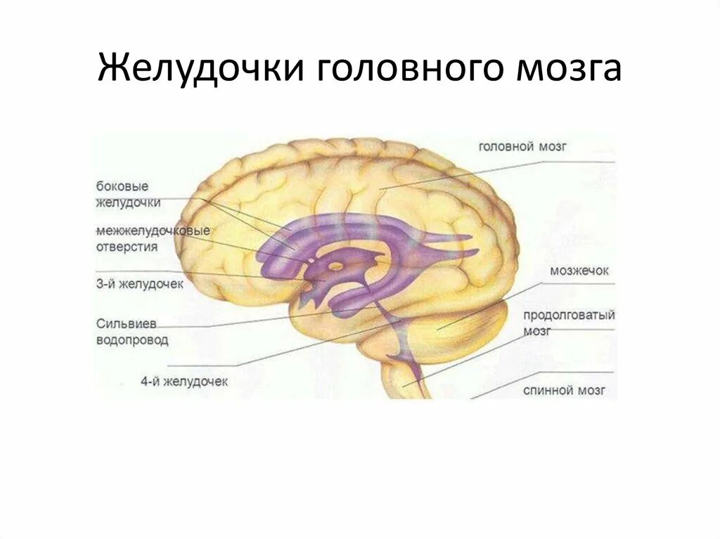 Схема системы желудочков головного мозга. Стенки желудочков мозга анатомия. Конечный мозг желудочки строение. Желудочки головного мозга анатомия кратко. Правый желудочек головного