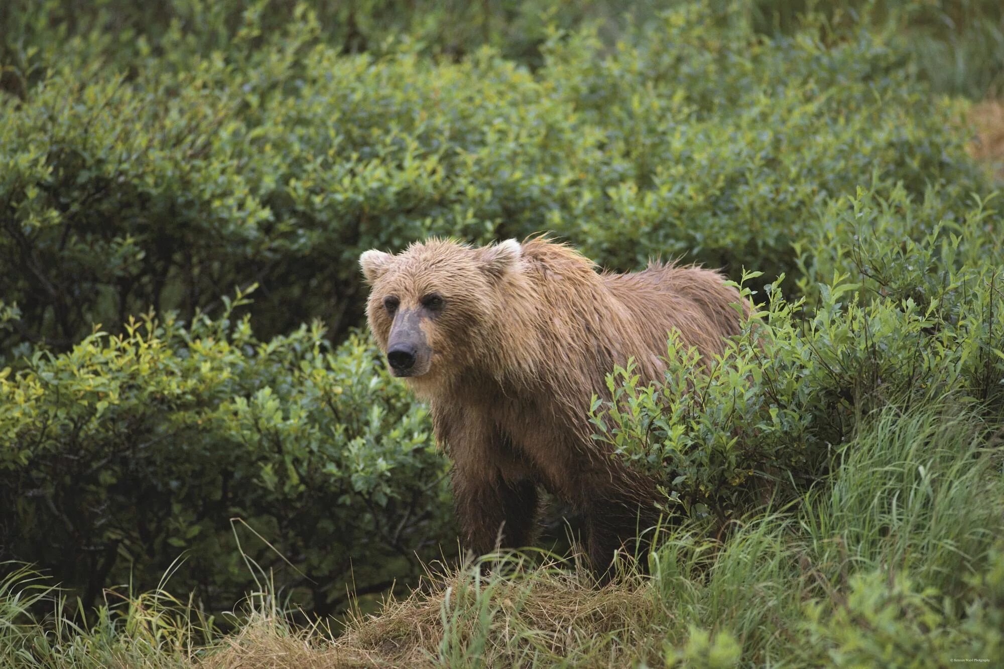 Медведь живет в степи. Уральский бурый медведь. Бурый медведь Пестун. Бурый медведь Таганай. Тяньшанский бурый медведь.