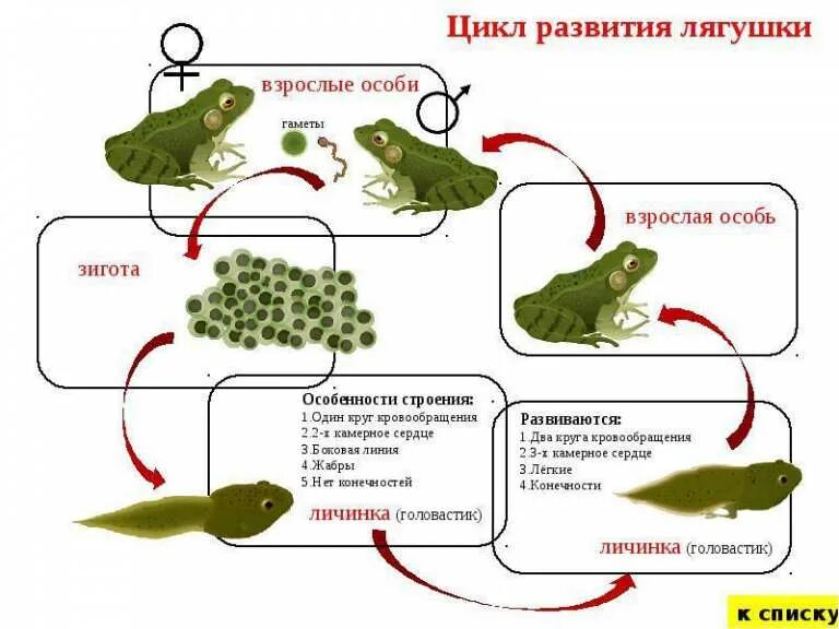 Половые клетки земноводных. Строение цикл развития лягушки. Жизненный цикл лягушки для детей. Цикл развития лягушки схема. Этапы развития лягушки.