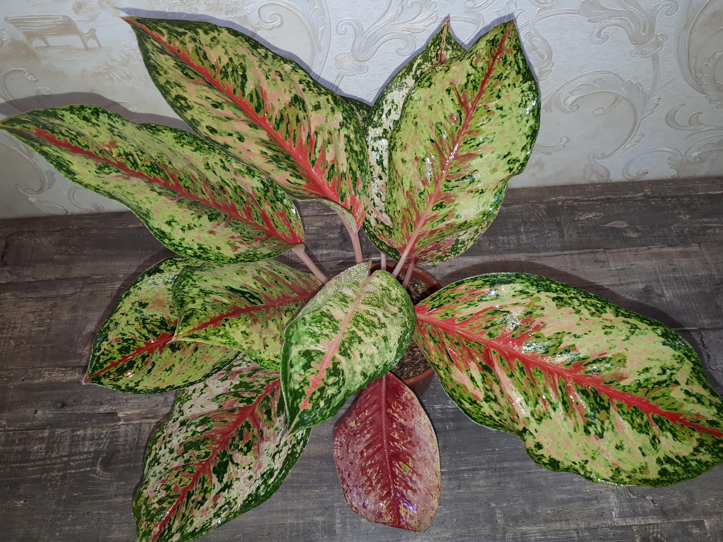 аглаонема джемини. аглаонема big roy. аглаонема грейхаунд. аглаонемы казань. аглаонема крит тайволи.