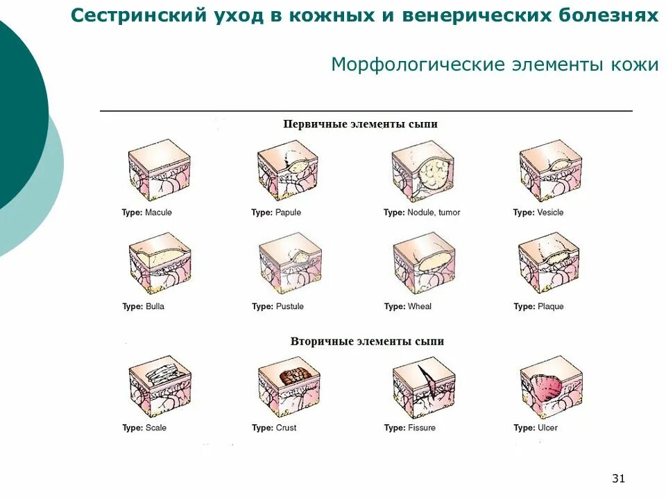 Первичные элементы формы. Морфологические элементы кожи. первичные и вторичные морфологические элементы. первичные морфологические элементы кожи. вторичные морфологические элементы кожи.