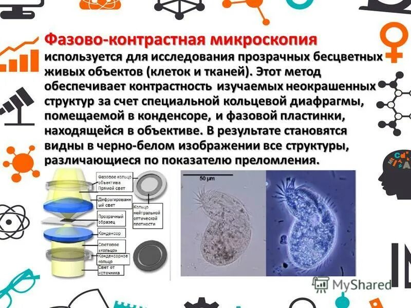 метод фазово-контрастной микроскопии. тромбоциты фазово-контрастная микроскопия. принцип работы фазово контрастного микроскопа микробиология. фазовый контраст микроскопия. метод фазового контраста в микроскопии микроскоп.