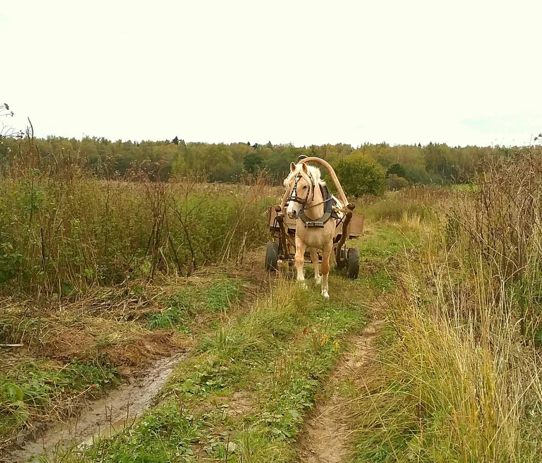 По дороге лошадка. Телега с лошадью. Телега с лошадью в поле. Лошадь дорога телега. Повозка на дороге.