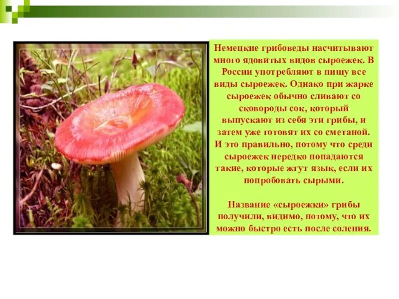 Сыроежка лексическое значение. Сыроежки ядовитые фото описание. грибы сыроежки и их двойники. рассказ о ядовитой сыроежки. чем питается сыроежка.