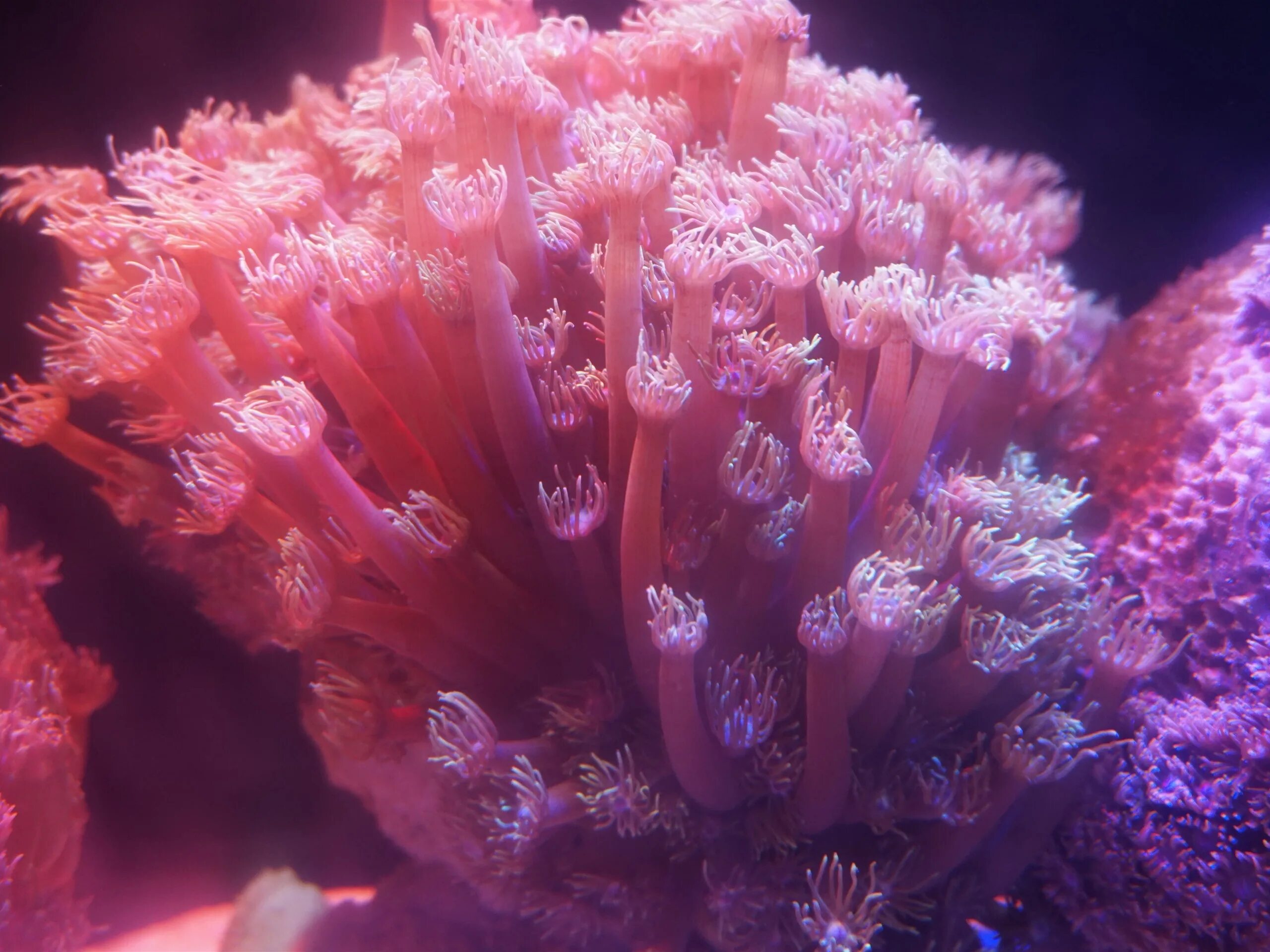 Акропора оленерогая. Коралловые полипы Акропора. Красный коралл Кишечнополостные. Коралловые полипы голубой коралл.