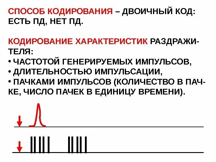Кодирование сенсорной информации. Кодирование информации в нервной системе физиология. частотное кодирование. кодирование информации в анализаторах.