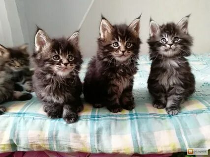 Как выглядит котенок мейн