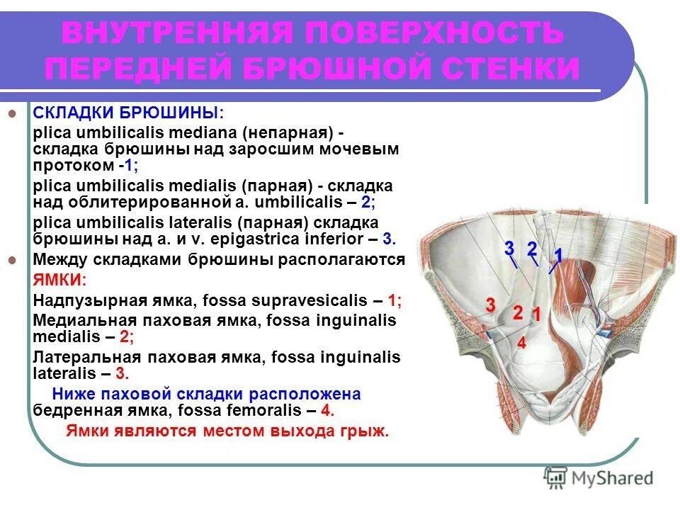 Складка анатомия. Ямки и складки брюшной стенки. Голосовые связки анатомия строение. Париетальная стенка брюшина. Голосовые складки комиссура.