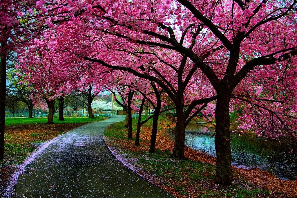 Pink черри блоссом дерево деревья парк. Сакура пейзаж. Розовое дерево. Сакура дерево. Spring url