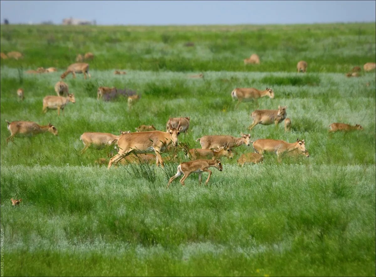 калмыкия степи и пустыни. биосферный заповедник в калмыкии. калмыцкий заповедник черные земли. заповедник черные земли калмыкия. дикие тюльпаны маныч гудило.