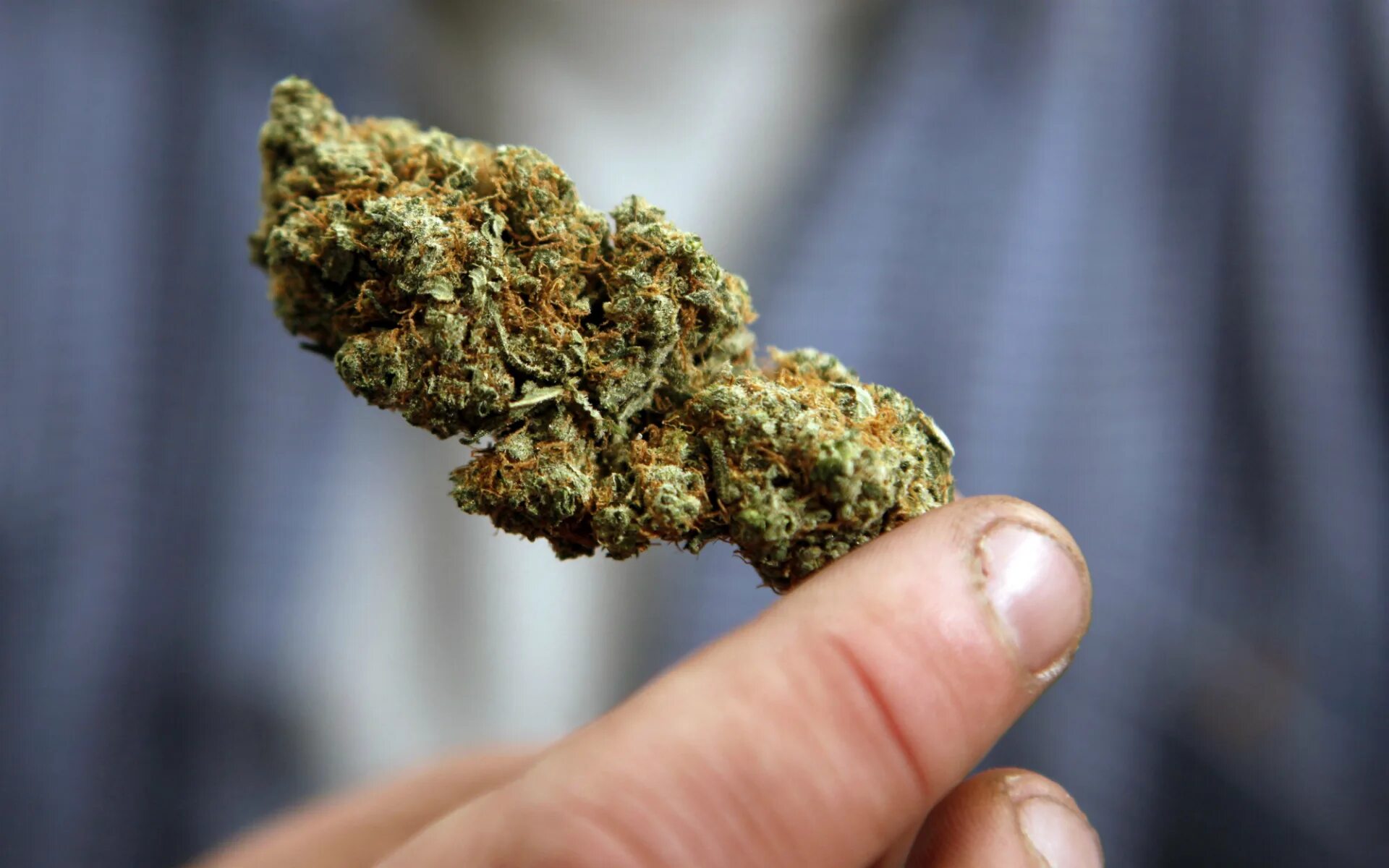 Бошки канабис. Сканк трава. Куш анаша. Шишки канабис. Бошки канабис.