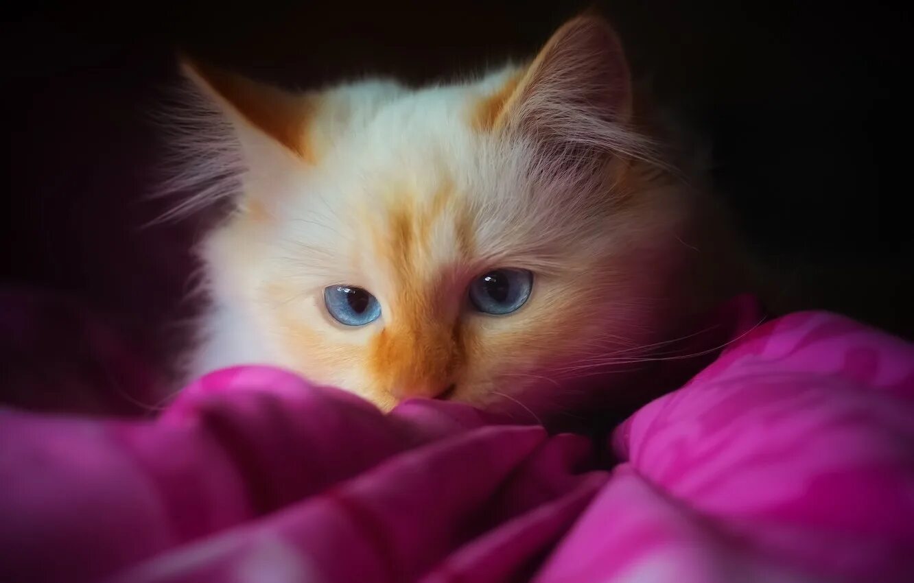 Розовый котенок маленький. Милые котики. миленькие котята. розовый котенок. розовая кошка.