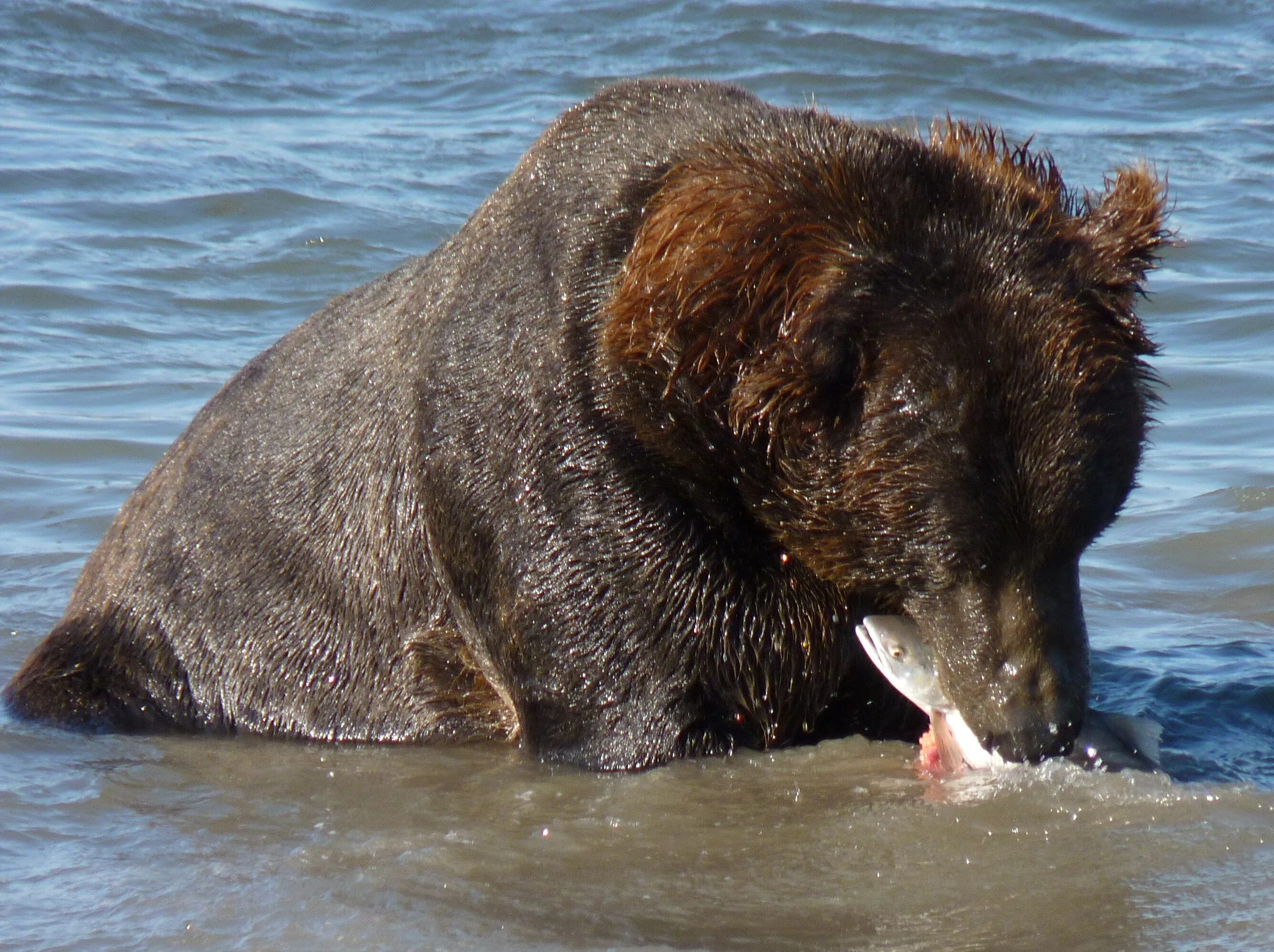 Какую среду освоил медведь. Морской медведь. Водяной медведь. Сирийский бурый медведь. Морской медведь фото.