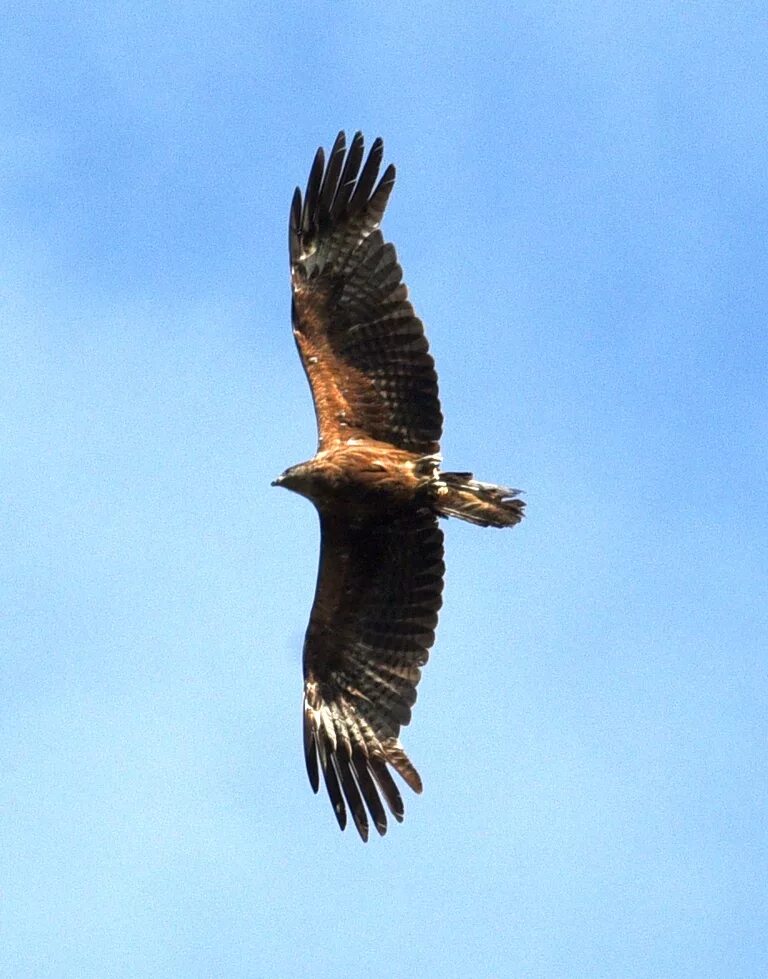 Черный Коршун Milvus Migrans. Гималайский Коршун. Коршун в Сибири. Коршун в Крыму. Коршун картинка