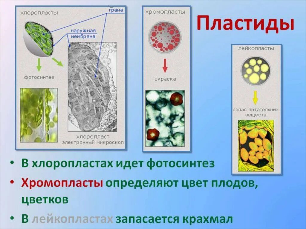 Фотосинтез осуществляется в хромопластах. Фотосинтез хлоропласты хромопласты лейкопласты. Хроматофор это пластида. Хромопласты мембраны. Пластиды: хлоропласты, хромопласты, лейкопласты. Пигменты пластид..