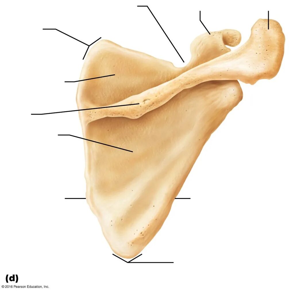 Лопатка кость анатомия. Лопатка scapula. Лопатка анатомия Синельников. Scapula Bone.