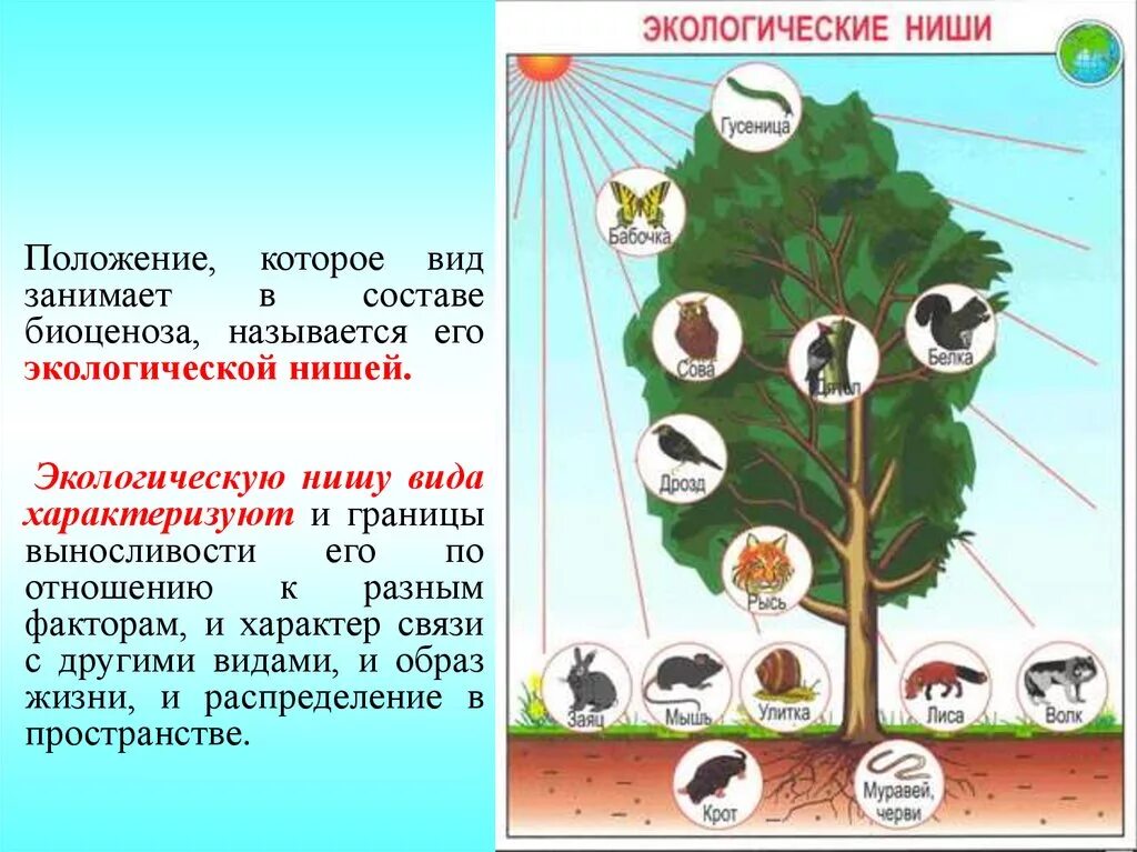 2 примера экологических ниш. Экологическая ниша. Экологические ниши схема. Экологические ниши виды. Экологическая ниша это в биологии.