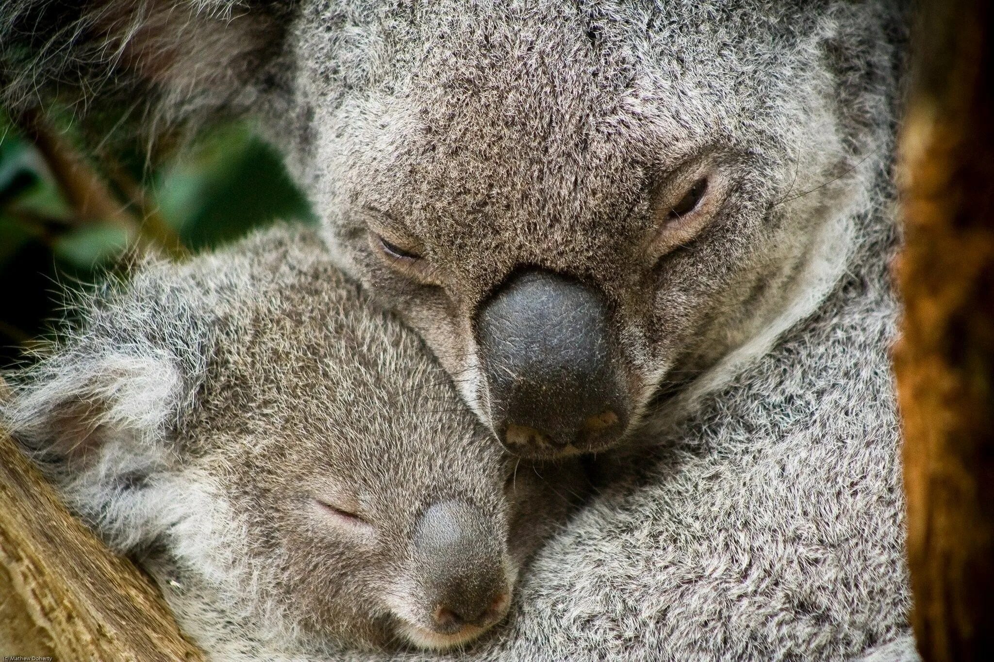 Коала мама. Коала. Коала в Австралии. Млекопитающие коала. Коала с детенышем.