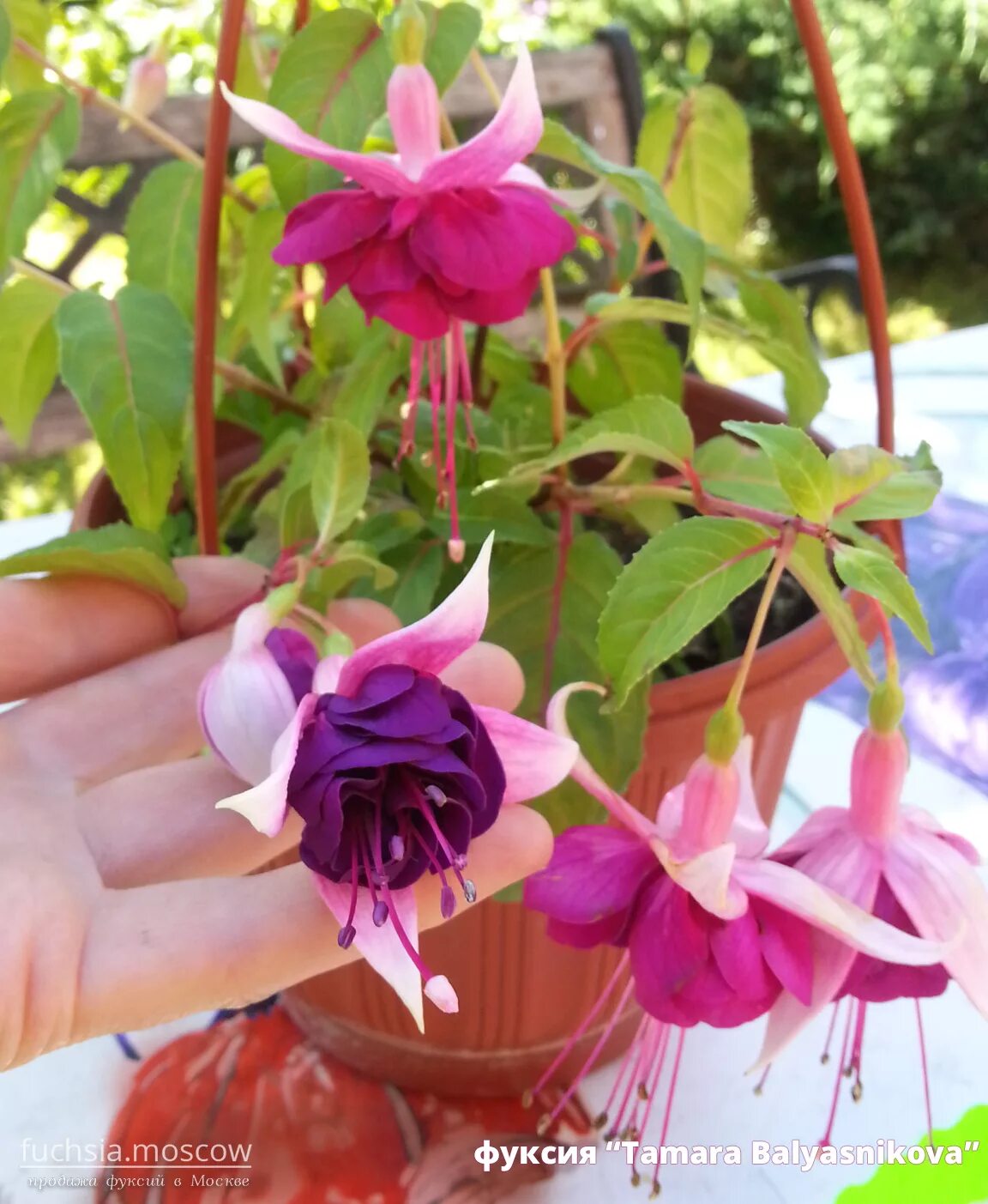 Фуксия adalbert. Фуксия миллениум ампельная. Фуксия блэки ампельная. Фуксия миллениум ампельная. Фуксия grietus luisman.