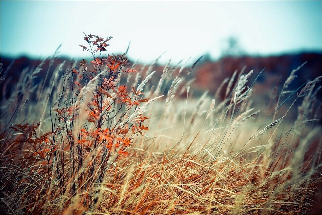 Осенняя трава. Поле с осенней травой. Растения осенью. Осеннее поле Эстетика. Осень какая трава