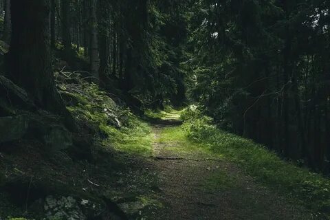 Шумит глухой лес