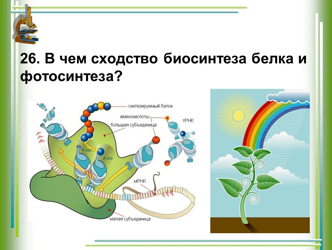 Биосинтез дыхания. Фотосинтез и Биосинтез белка. Фотосинтез и Биосинтез белка таблица. Фотосинтез и Биосинтез. В чем сходство биосинтеза белка и фотосинтеза?.